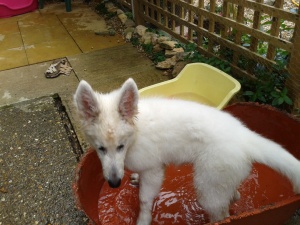 Getting really wet now in Mum's old dog basket